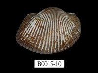 藏品(大毛蚶)的圖片